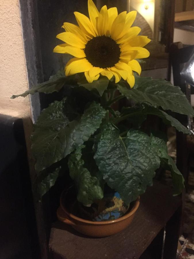 向日葵住宿加早餐旅馆 Semorile 外观 照片
